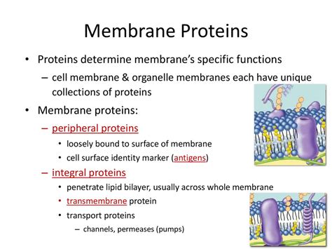 integral membrane proteins function